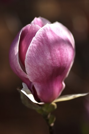Magnolia Flowers Dream